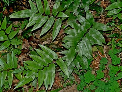 Diplazium maonense, photographed by Jacy Chen