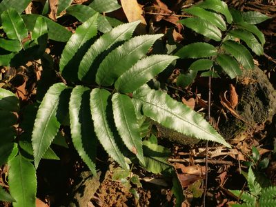 Diplazium maonense, photographed by Jacy Chen