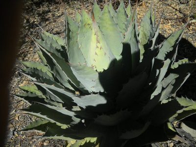 Agave potatorum, photographed by Neptalí Ramírez Marcial