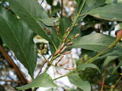 Aidia cochinchinensis, photographed by Jacy Chen