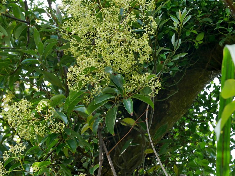 Urceola micrantha, photographed by Jacy Chen
