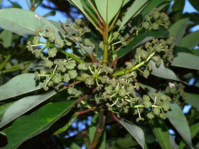 Daphniphyllum pentandrum, photographed by Jacy Chen