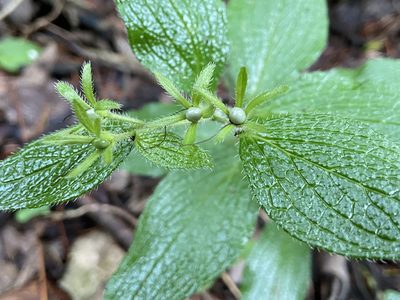 Lithospermum helleri, photographed by Reid Hardin