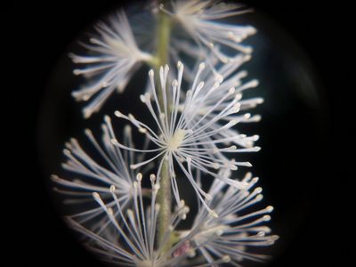 Actaea elata