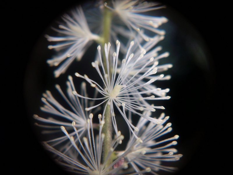Actaea elata, photographed by Alex Abair