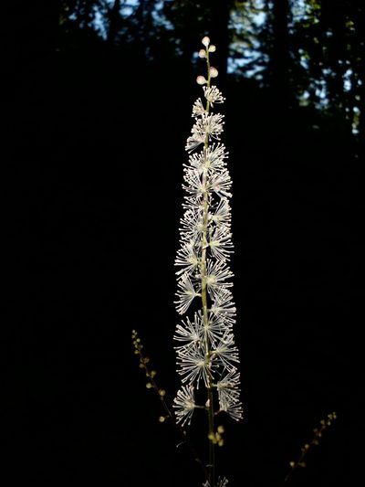Actaea elata, photographed by Alex Abair