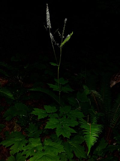 Actaea elata, photographed by Alex Abair