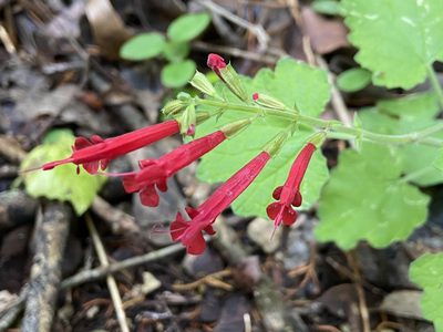 Salvia roemeriana, photographed by Reid Hardin