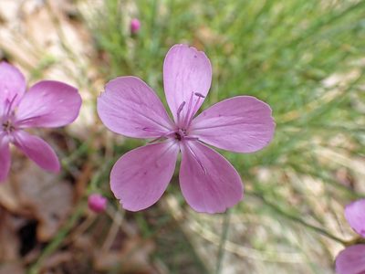 Dianthus pungens, photographed by Donald Davesne