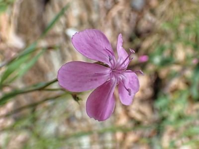 Dianthus pungens, photographed by Donald Davesne