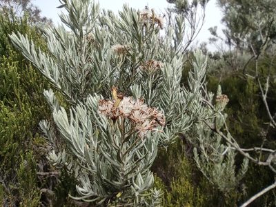 Hubertia tomentosa, photographed by Augustin Soulard