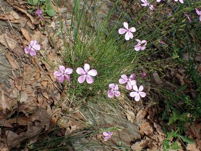 Dianthus pungens, photographed by Donald Davesne