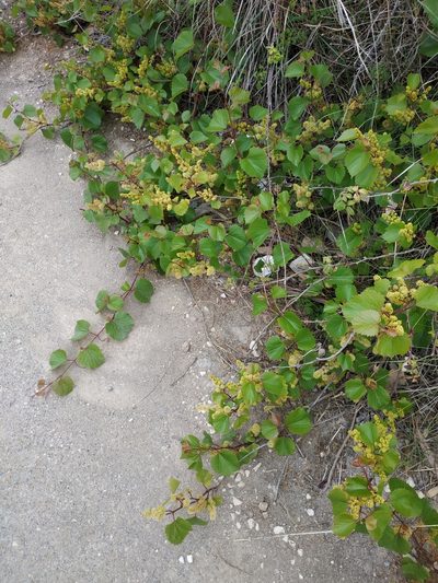 Vitis rupestris, photographed by Tim Johnson