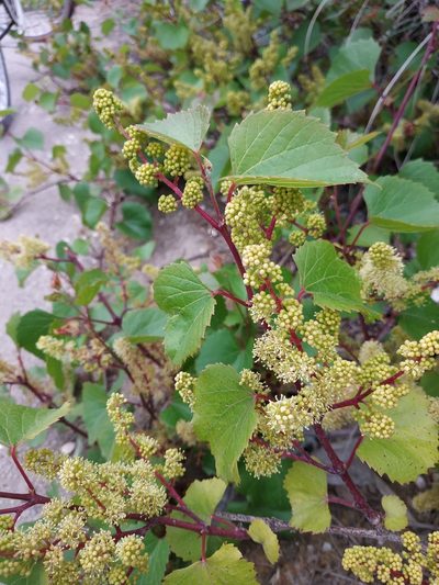 Vitis rupestris, photographed by Tim Johnson