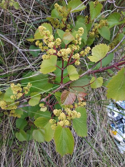 Vitis rupestris, photographed by Tim Johnson