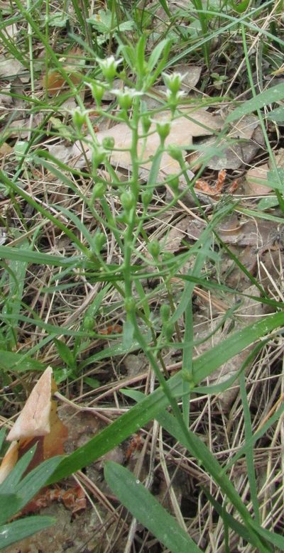 Thesium ebracteatum, photographed by Татьяна Горбушина