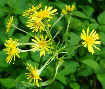 Tephroseris crispa, photographed by Patrick Hacker