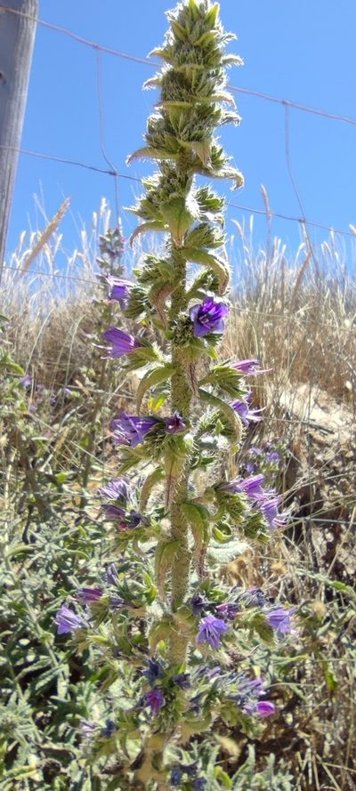 Echium gaditanum, photographed by Santiago Martín-Bravo