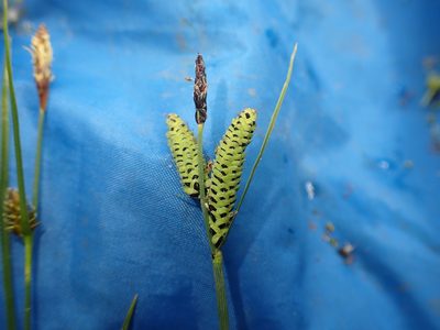 Carex nigra, photographed by Skjold Søndergaard
