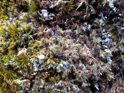 Grimmia decipiens, photographed by Rafael Medina