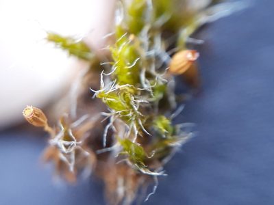 Grimmia decipiens, photographed by Rafael Medina
