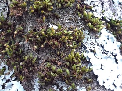 Orthotrichum stramineum, photographed by Rafael Medina