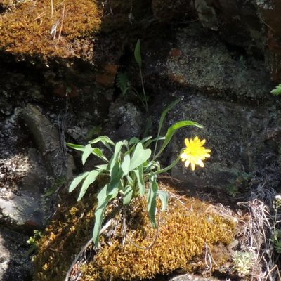 Scorzonera glabra, photographed by Алексей Ябс