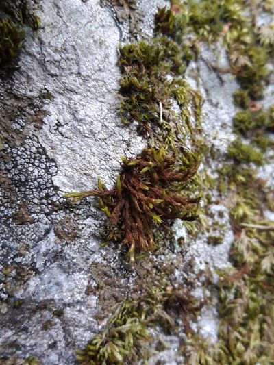 Lewinskya rupestris, photographed by Rafael Medina