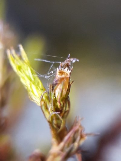Lewinskya rupestris, photographed by Rafael Medina