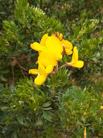 Adenocarpus hispanicus, photographed by Rafael Medina