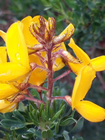 Adenocarpus hispanicus, photographed by Rafael Medina