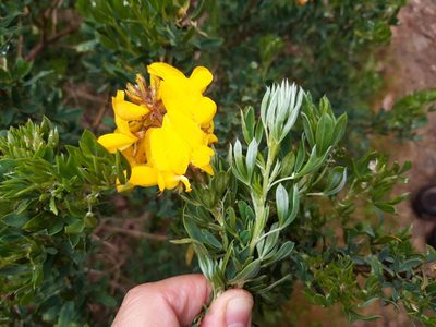 Adenocarpus hispanicus, photographed by Rafael Medina