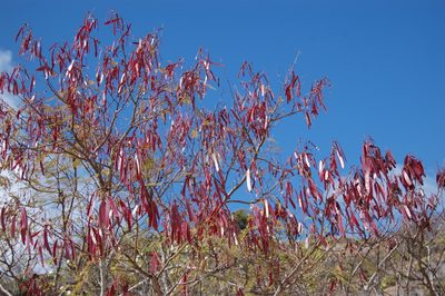 Leucaena esculenta, photographed by Neptalí Ramírez Marcial