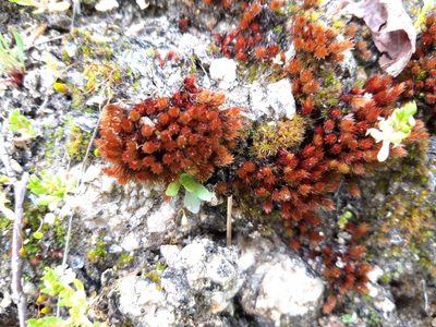 Imbribryum alpinum, photographed by Rafael Medina