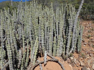 Euphorbia radyeri, photographed by Peter Warren