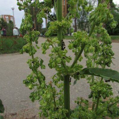 Rumex patientia, photographed by Татьяна Горбушина
