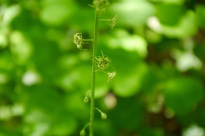 Mitellastra caulescens, photographed by Judi Sanders
