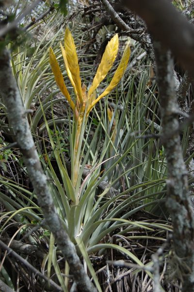 Tillandsia flavobracteata, photographed by Neptalí Ramírez Marcial