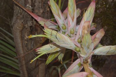 Tillandsia prodigiosa, photographed by Neptalí Ramírez Marcial