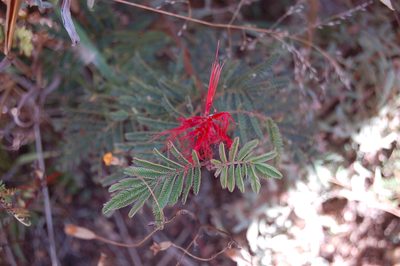 Calliandra hirsuta, photographed by Neptalí Ramírez Marcial