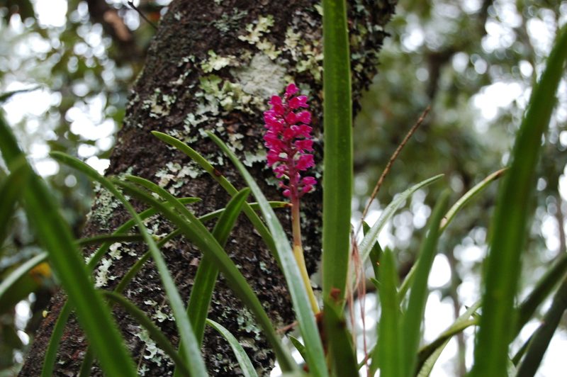 Arpophyllum laxiflorum, photographed by Neptalí Ramírez Marcial