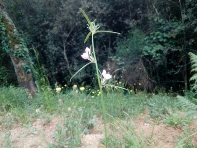 Misopates orontium, photographed by Josep Gesti
