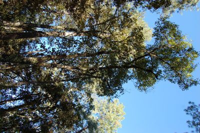 Quercus castanea, photographed by Neptalí Ramírez Marcial
