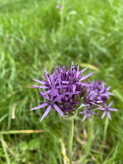 Allium cristophii, photographed by Adam Mark Lucas-Krol