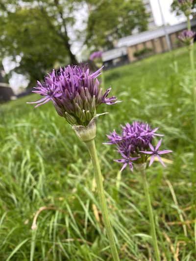 Allium cristophii, photographed by Adam Mark Lucas-Krol