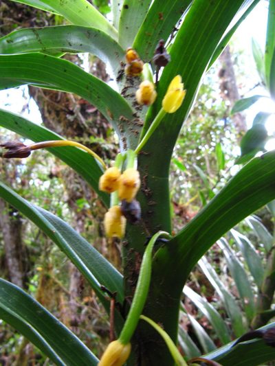 Maxillaria aurea, photographed by Carlos Alberto Rodriguez