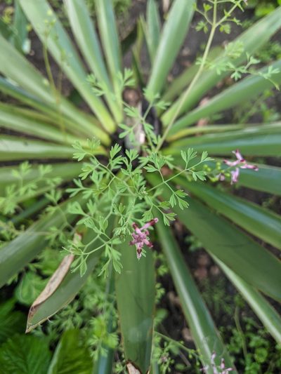 Fumaria vaillantii, photographed by Alexandr Stanislavschi