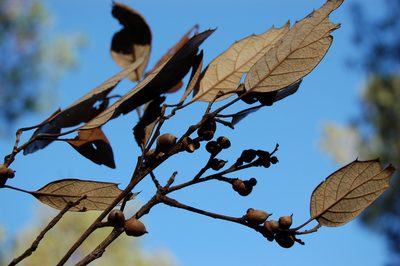 Quercus scytophylla, photographed by Neptalí Ramírez Marcial