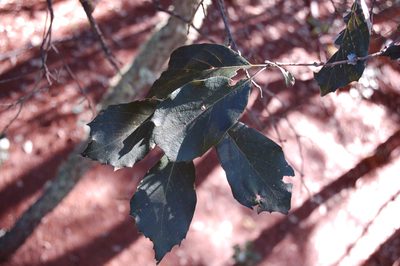 Quercus scytophylla, photographed by Neptalí Ramírez Marcial