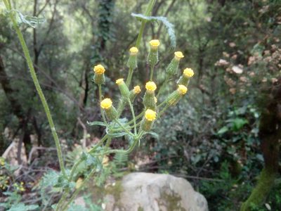 Senecio lividus, photographed by Josep Gesti
